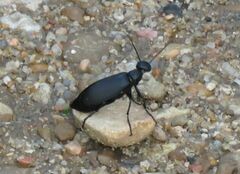 Epicauta cinerea-group