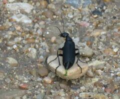 Epicauta cinerea-group