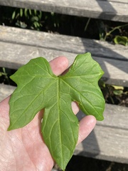 Diplocyclos palmatus