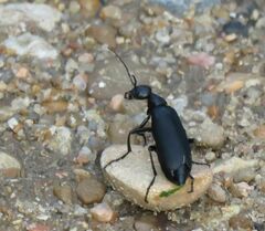 Epicauta cinerea-group