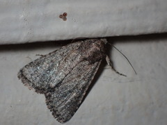 Protorthodes alfkenii