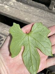 Diplocyclos palmatus