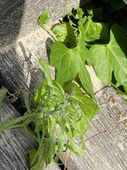 Diplocyclos palmatus