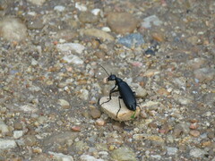 Epicauta cinerea-group