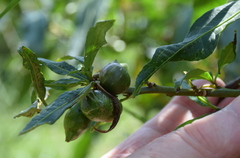 Solanum laciniatum