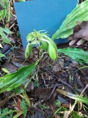 Calanthe madagascariensis image