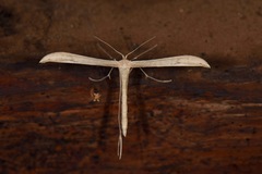 Pterophoridae