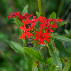 Silene chalcedonica