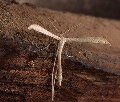 Pterophoridae