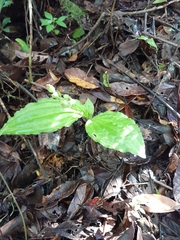 Liparis andringitrana