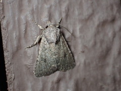 Protorthodes alfkenii