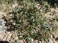 Euphorbia exstipulata
