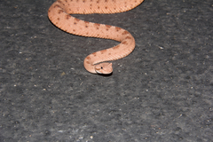 Crotalus cerastes