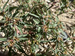 Euphorbia exstipulata