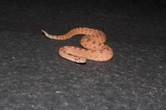 Crotalus cerastes