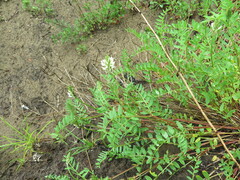 Astragalus marinus