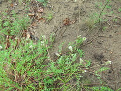 Astragalus marinus