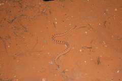 Crotalus cerastes