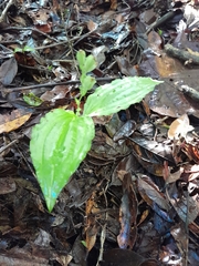 Liparis andringitrana