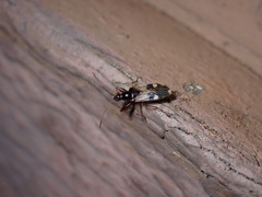 Pseudopamera nitidula