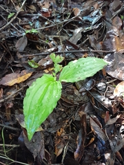 Liparis andringitrana