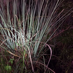 Cladium mariscus jamaicense
