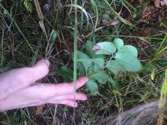 Lonicera hirsuta