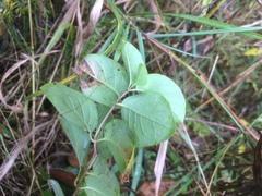 Lonicera hirsuta
