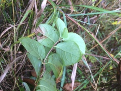 Lonicera hirsuta