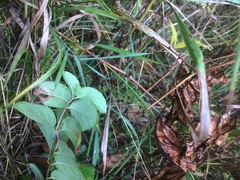 Lonicera hirsuta