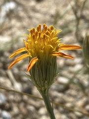 Adenophyllum cooperi