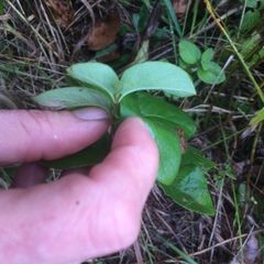 Lonicera hirsuta