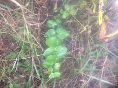 Lonicera hirsuta