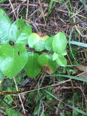 Lonicera hirsuta