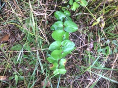 Lonicera hirsuta
