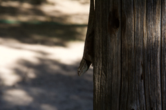 Sceloporus uniformis