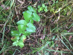 Lonicera hirsuta