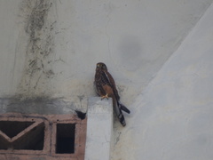 Falco moluccensis