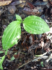 Liparis andringitrana