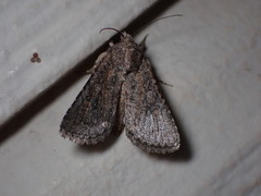 Protorthodes alfkenii