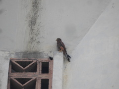 Falco moluccensis