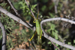 Schistocerca shoshone