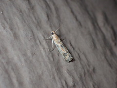 Ancylosis cinnamomella