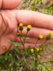 Senecio dubitabilis