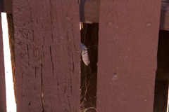 Sceloporus uniformis