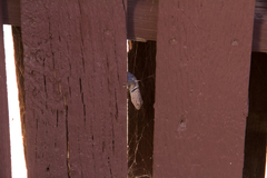 Sceloporus uniformis