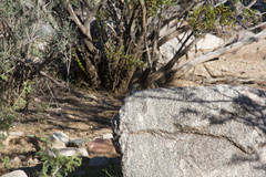 Sceloporus uniformis