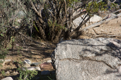 Sceloporus uniformis