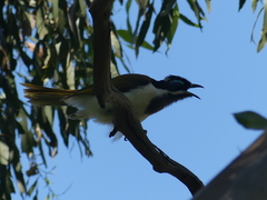 Entomyzon cyanotis