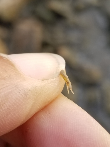 taxonomy_inaturalist image for Corophium lacustre